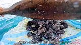 兄弟俩疯了这是要钓取什么值钱货，尽用海胆做诱饵