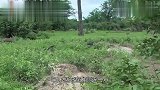 猎豹突然出现,松鼠立马示警,羚羊却没在意,结果惨了