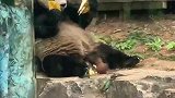 熊猫也爱上榴莲了，真会享受啊