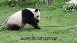 熊猫在荡秋千，一回头看到有人在看它，立刻即兴表演起来