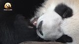 高清镜头看熊猫宝宝彩浜吃手手啃脚丫，像婴儿一样可爱