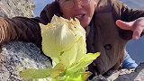 小伙在米海拔的山上，发现了天山雪莲，这下要发达了！