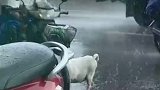 主人真的好爱狗狗啊