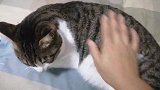 猫咪专门坐主人脚背上，主人：真会选地儿成精啦又