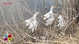小糖饼，鸡蛋汤，吧唧嘴吃饭香；咕咕鸟，水灵鸭，农村柳芽今又发