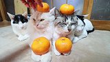 对橘子不感冒的猫咪