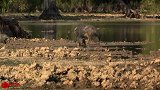 野猪过河遭水中霸主偷袭，结果你们猜怎么着？