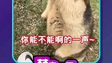我土拨鼠就不要面子的嘛