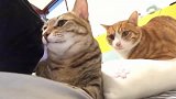 养橘猫和狸花猫的区别：一个娇羞可爱，一个是大爷中的大爷！