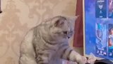 猫咪的爪子，到底有多欠？这个视频告诉你