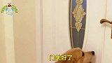 主人说最近太累了，金毛的反应让人意想不到，真是个懂事的好孩子