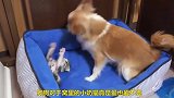 狗狗也是吸猫一族，见到小奶猫就无比兴奋，对你爱爱爱不完