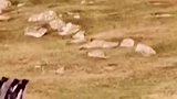 企鹅进错队伍，队友强行拉它回来