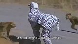 男子做出诡异动作，引来一群大鸟围观，大鸟：让我康康这是个啥？