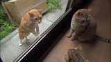流浪猫和家猫隔窗对峙，可家猫人多势众，流浪猫：好猫不吃眼前亏