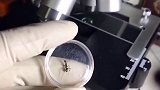 有网友想知道蚂蚁是单眼皮还是双眼皮？那我们就来把蚂蚁放在显微镜下放大100看看！蚂蚁 偶然发现的一天