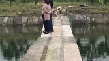 不愧是三傻之一，大傻阿拉斯加，四腿腾空术了解一下！