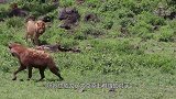 鬣狗还想吃鳄鱼肉，假装喝水暗下圈套，镜头拍下全过程