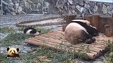 熊猫妈妈抱着宝贝盘来盘去，玩得很尽兴，旁边还有只小可爱在围观