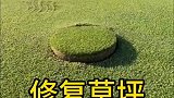 原来草坪是这样修复的