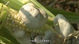 在中国被遗弃的“垃圾”，到日本却成为当地难得的美食，还能治病