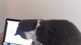 猫：我来看看你在整啥呢！