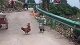 初生娃娃真是猛，公鸡硬是被揍懵