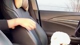 家有看家恶犬