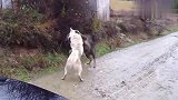 高加索与一只中华田园犬打起来，中华田园犬竟一点不落下风！