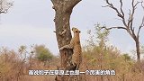 猎豹在河边喝水，突然感觉背后一凉，下一秒撒腿就跑！