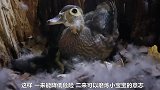 鸭子母亲用心良苦，鼓励孩子坚强面对，结果是这样