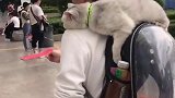 为了宣传领养 猫咪 ohayo是真的辛苦了！都趴在我肩膀上快睡着了！和猫住 猫
