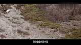 贪心不足蛇吞象！金雕捕食大山羊，结果阴沟里翻船！