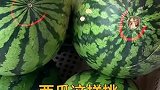 吃西瓜的季节，你会挑选西瓜吗？