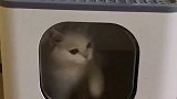 猫咪车祸现场，应该由谁负责！