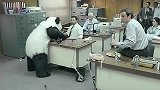 大熊猫闯进奶爸的办公室，上演“大闹天宫”的好戏，太逗了！