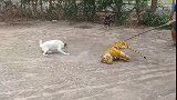 躺在地上的狗狗被假老虎吓醒！假老虎搞笑视频