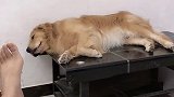 这狗太势利眼了萌宠