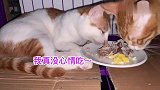 带超级怂的公猫绝育，在医院吓到发抖，醒来后性情大变攻击主人