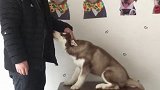 如何训练狗狗握手！最简单又快又有效的训练方法二哈 哈士奇
