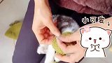 姥姥给猫咪织了一顶毛线帽，猫咪接受了这份沉重的爱