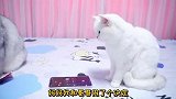 主人不陪小猫咪过年，好伤心啊
