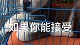 刚到家的幼犬笼内定点大小便训练！方便快捷实用又好清理二哈 哈士奇