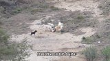 人多力量大，凶悍比特犬被一群黄大仙碾得到处逃窜！