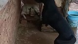 黑狗：谁让你整天乱跑，活该被关起来了！