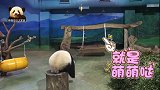 熊猫宝宝圆仔站在木桩上奋力跳跃好励志：零食吊再高，也难不倒我