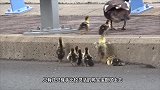 一群野猪封锁了马路，不料一辆汽车突然驶来，忍住千万别笑