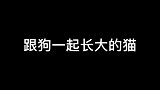 跟狗一起长大的猫动物图鉴