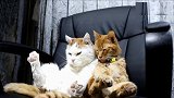 主人不在时，2只猫咪在家都干了些啥？监控拍到了这组画面