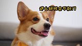 小短腿杯柯基足球赛开赛，内牛尔，D小罗，梅小西纷纷上场！